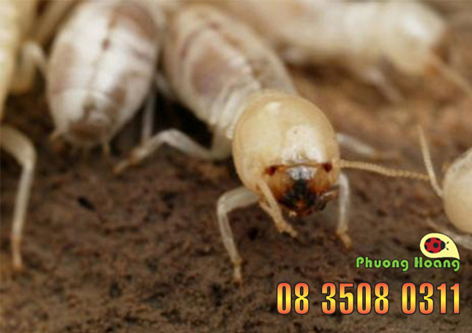 công ty diệt mối tại nhà bình định